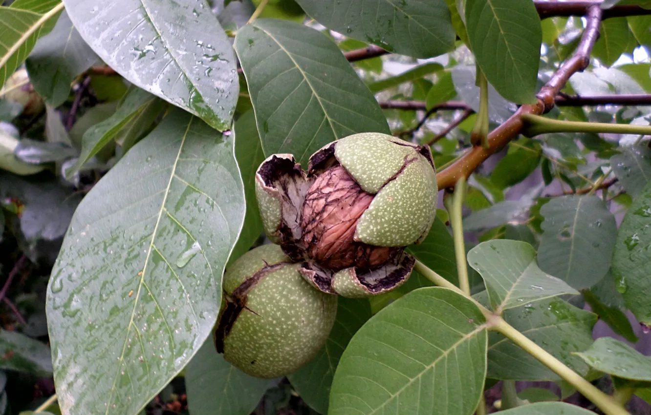 Photo wallpaper walnut, shell, September, walnut