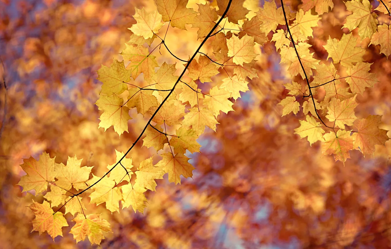 Photo wallpaper autumn, leaves, maple