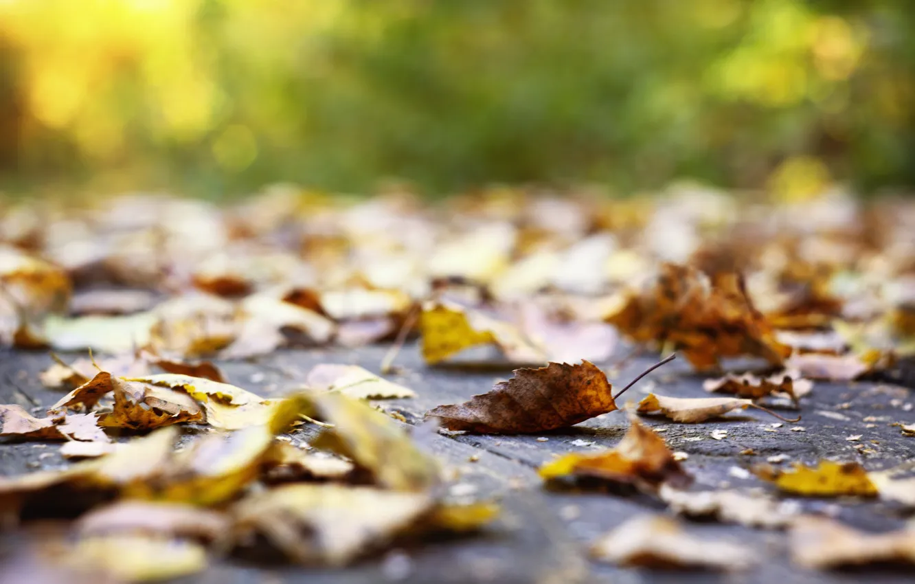 Photo wallpaper sadness, autumn, leaves, nature, Park, falling leaves, autumn, September