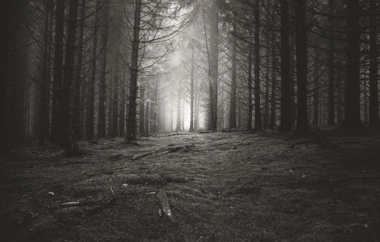 Photo wallpaper forest, trees, nature, black and white, monochrome, monochrome, black and white