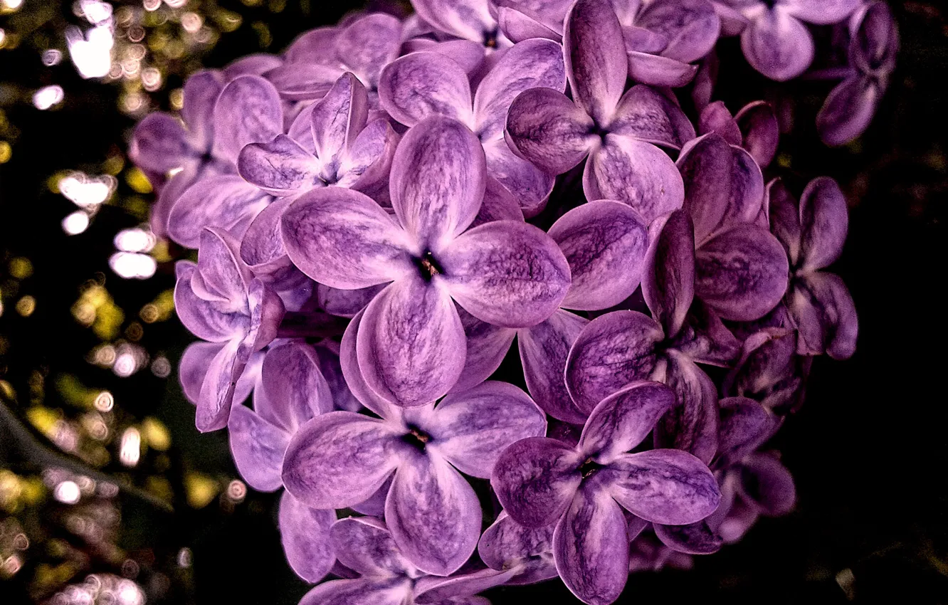 Photo wallpaper nature, branch, lilac