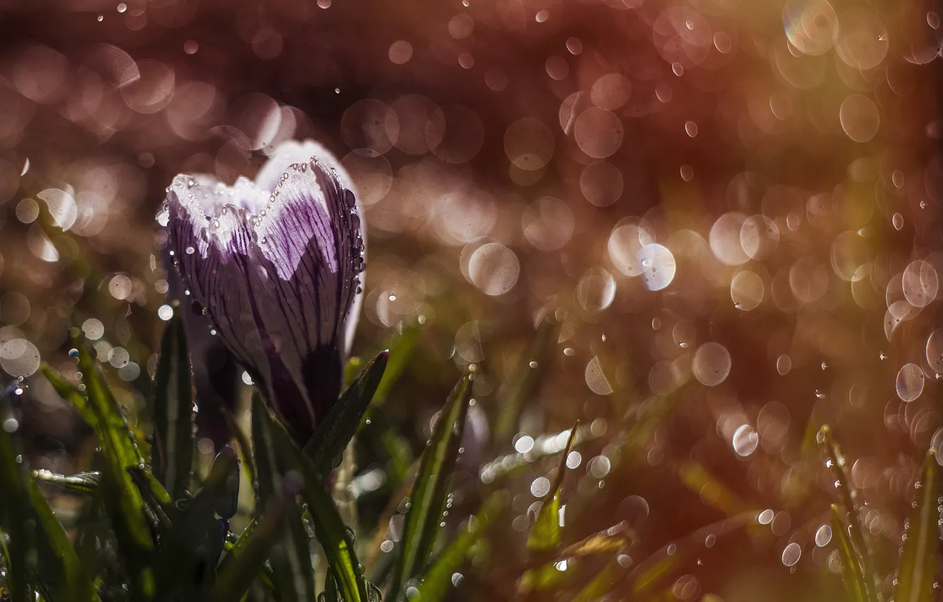 Photo wallpaper drops, macro, flowers, nature, rain, spring, crocuses, bokeh
