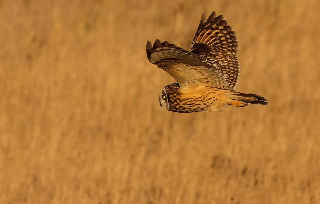 Photo wallpaper flight, background, owl, bird, wings