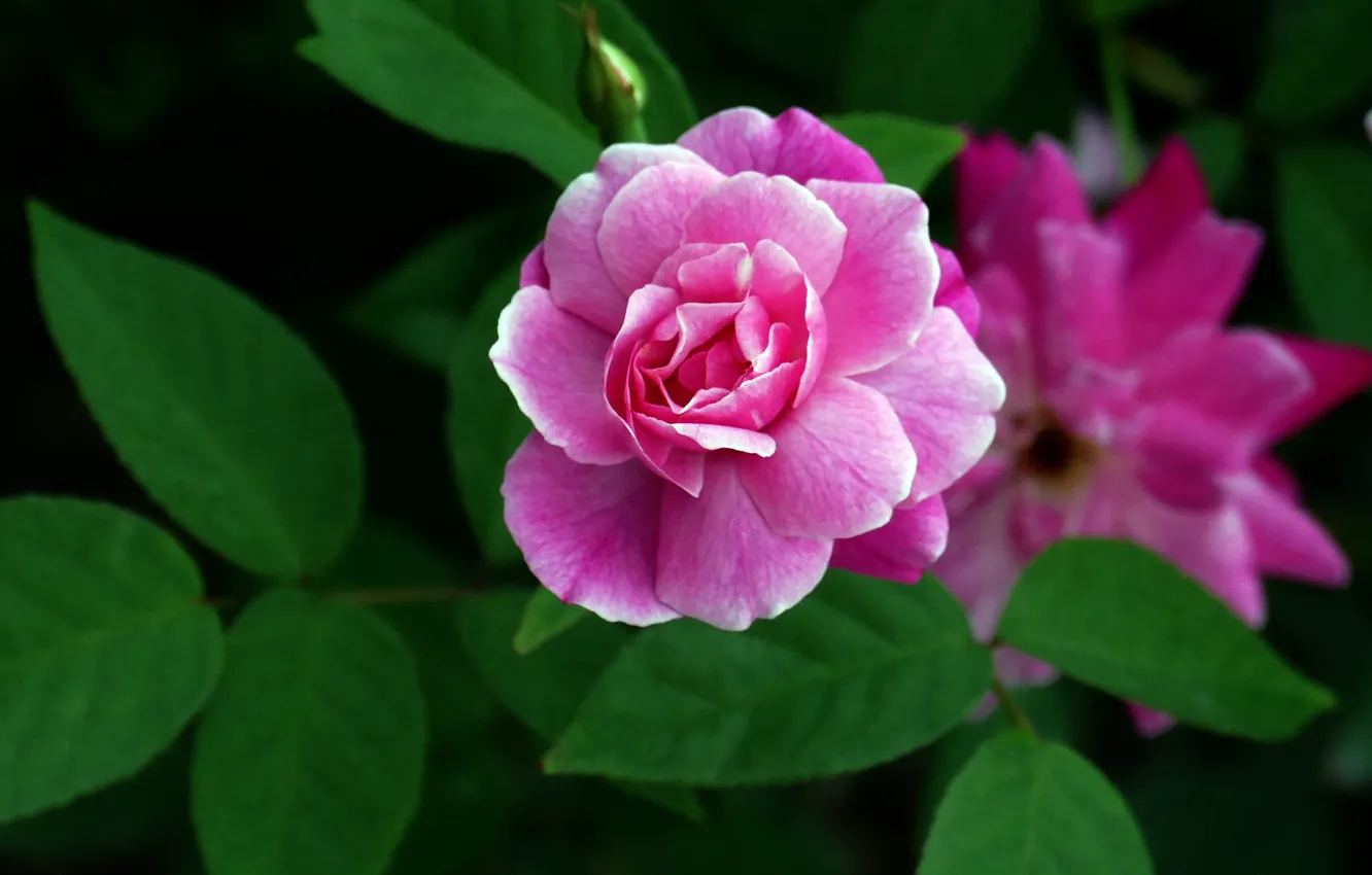Photo wallpaper flowers, roses, flowering