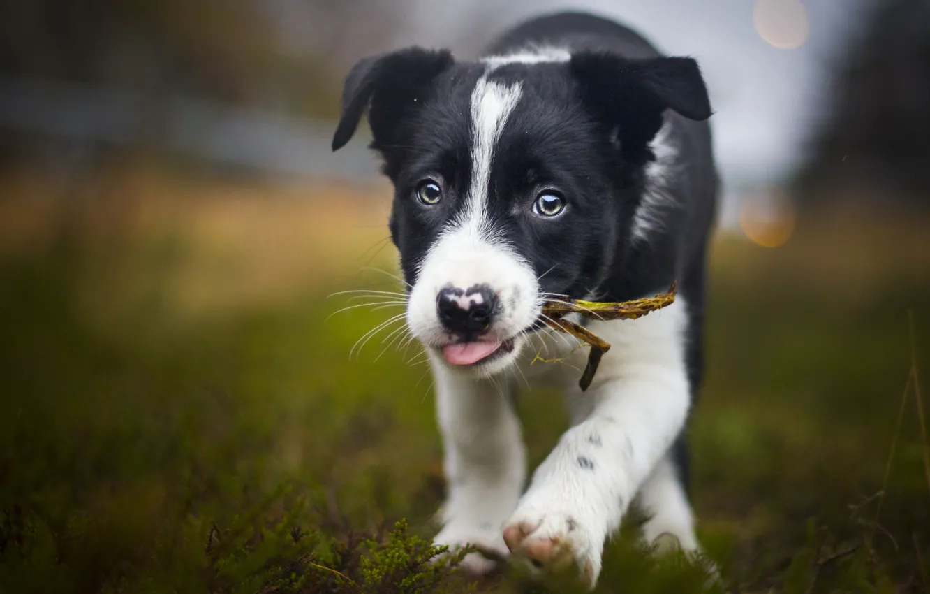 Photo wallpaper language, look, dog, puppy, walk, face
