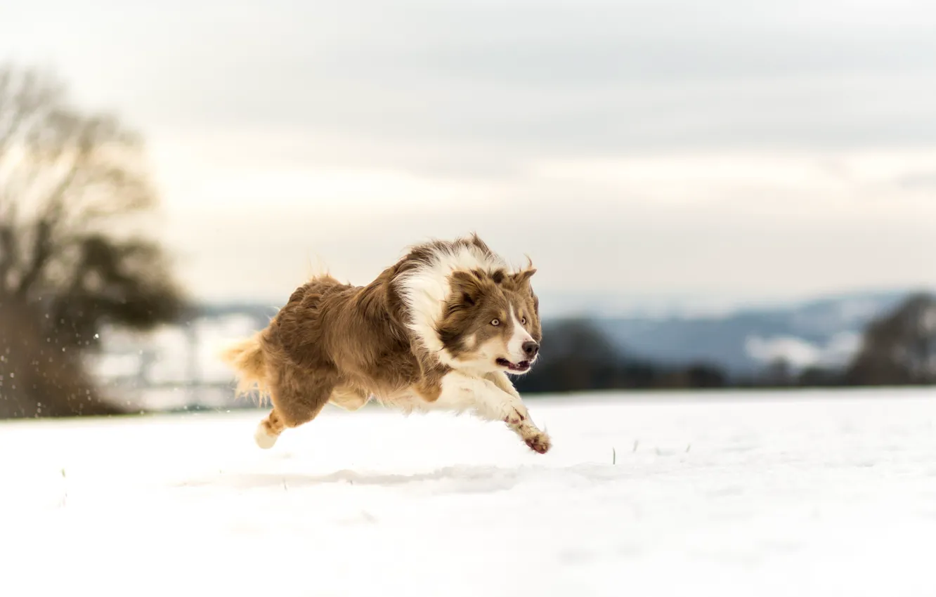 Photo wallpaper winter, snow, dog, running