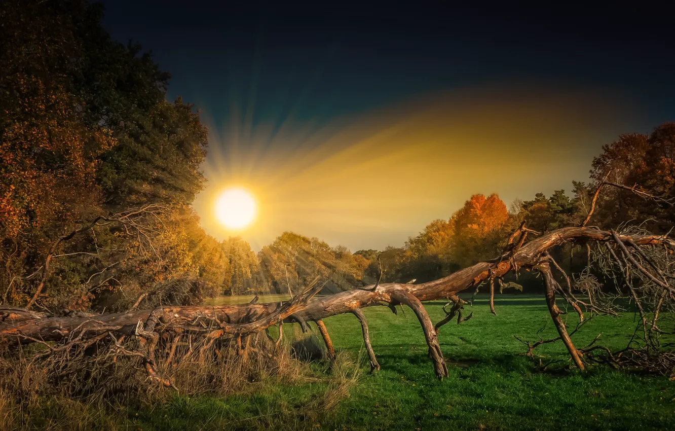 Photo wallpaper the sun, morning, a dry tree