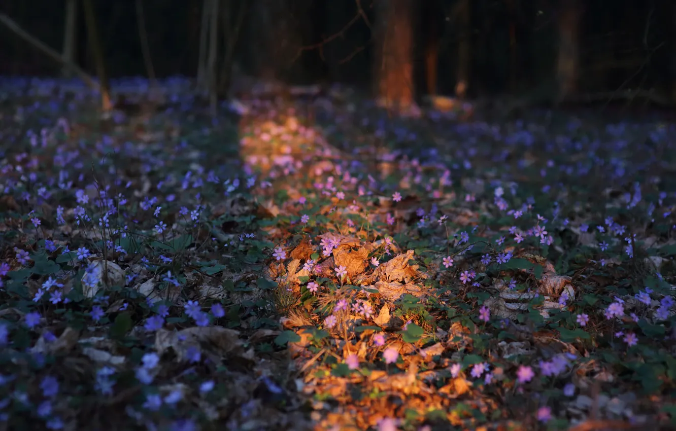 Photo wallpaper forest, flowers, spring