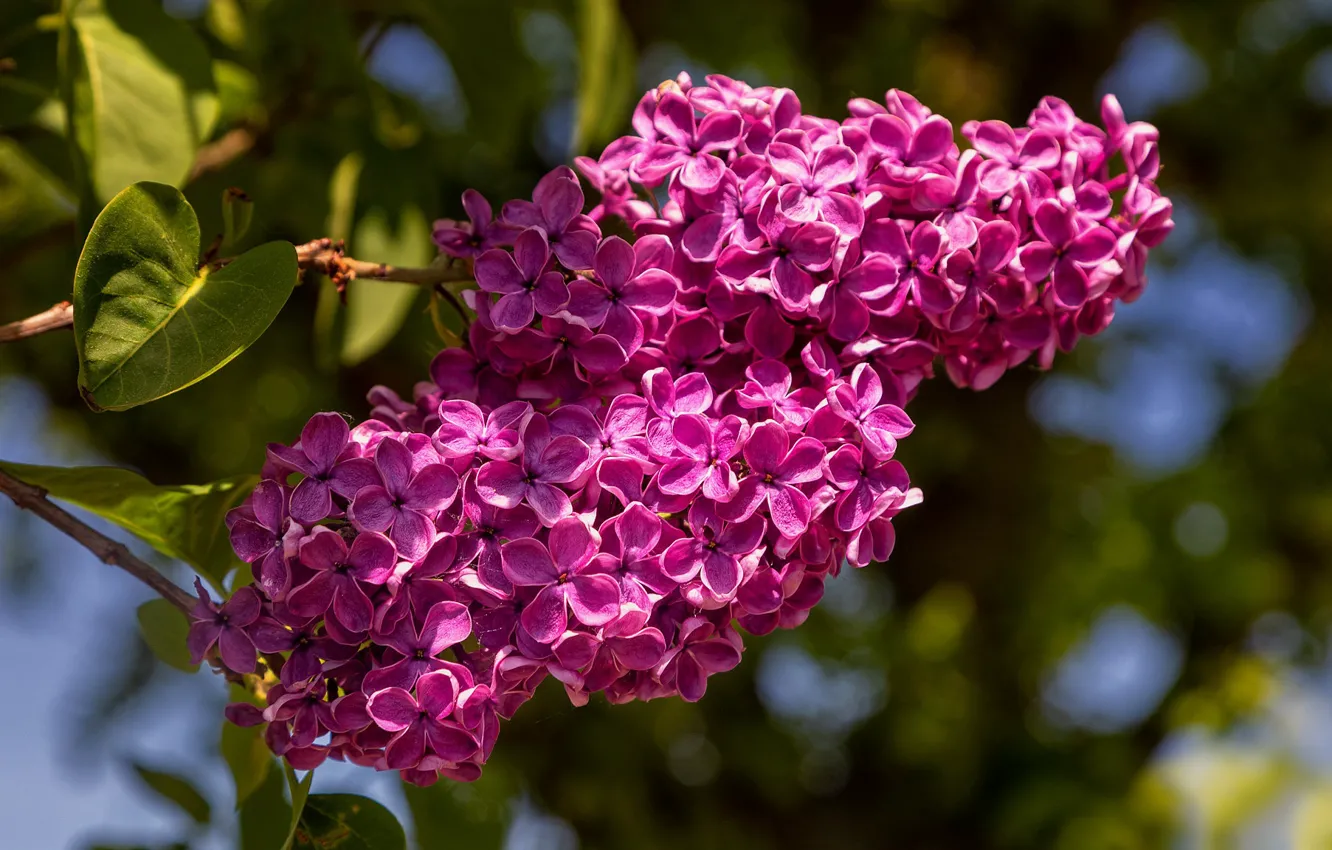 Photo wallpaper macro, flowers, spring, lilac, inflorescence