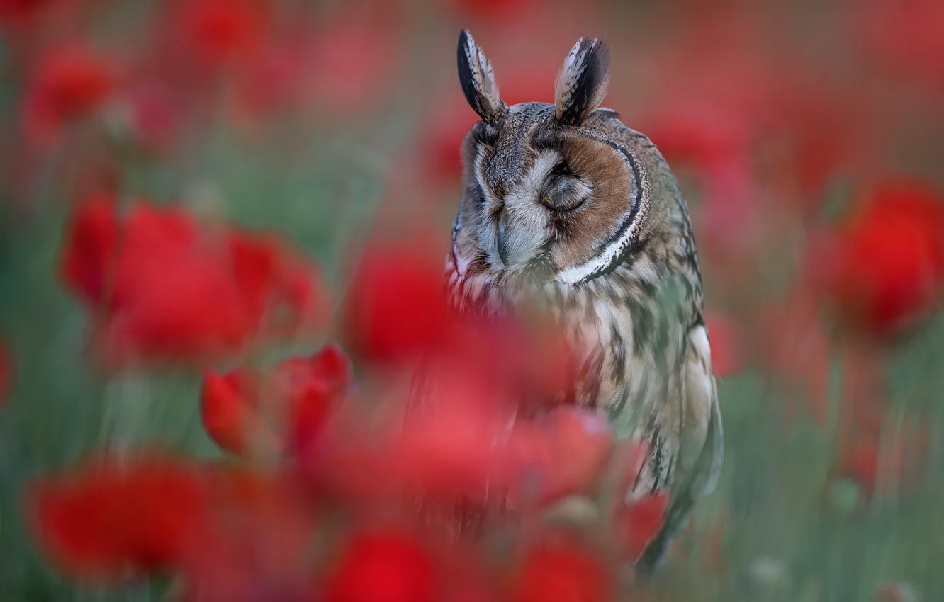 Photo wallpaper flowers, owl, bird, blur, Long-eared owl