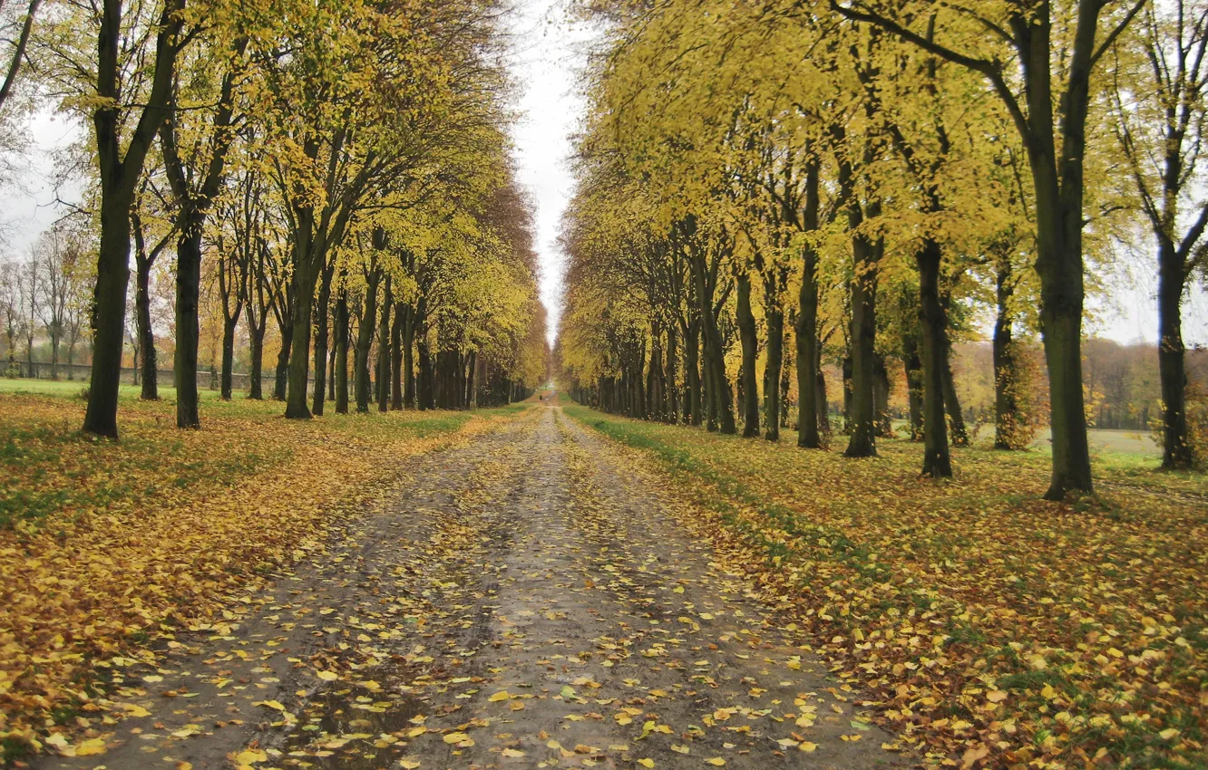 Photo wallpaper Autumn, Trees, Leaves, Park, Fall, Foliage, Track, Park