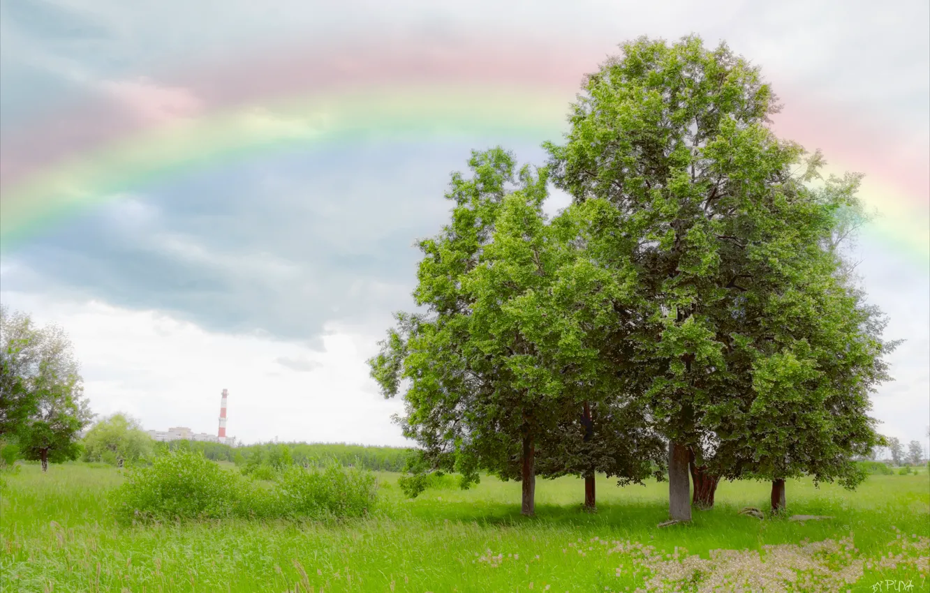 Photo wallpaper greens, field, the sky, trees, landscape, foliage, rainbow, Linden