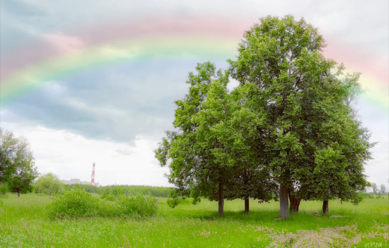 Photo wallpaper greens, field, the sky, landscape, foliage, rainbow, Tree, Linden