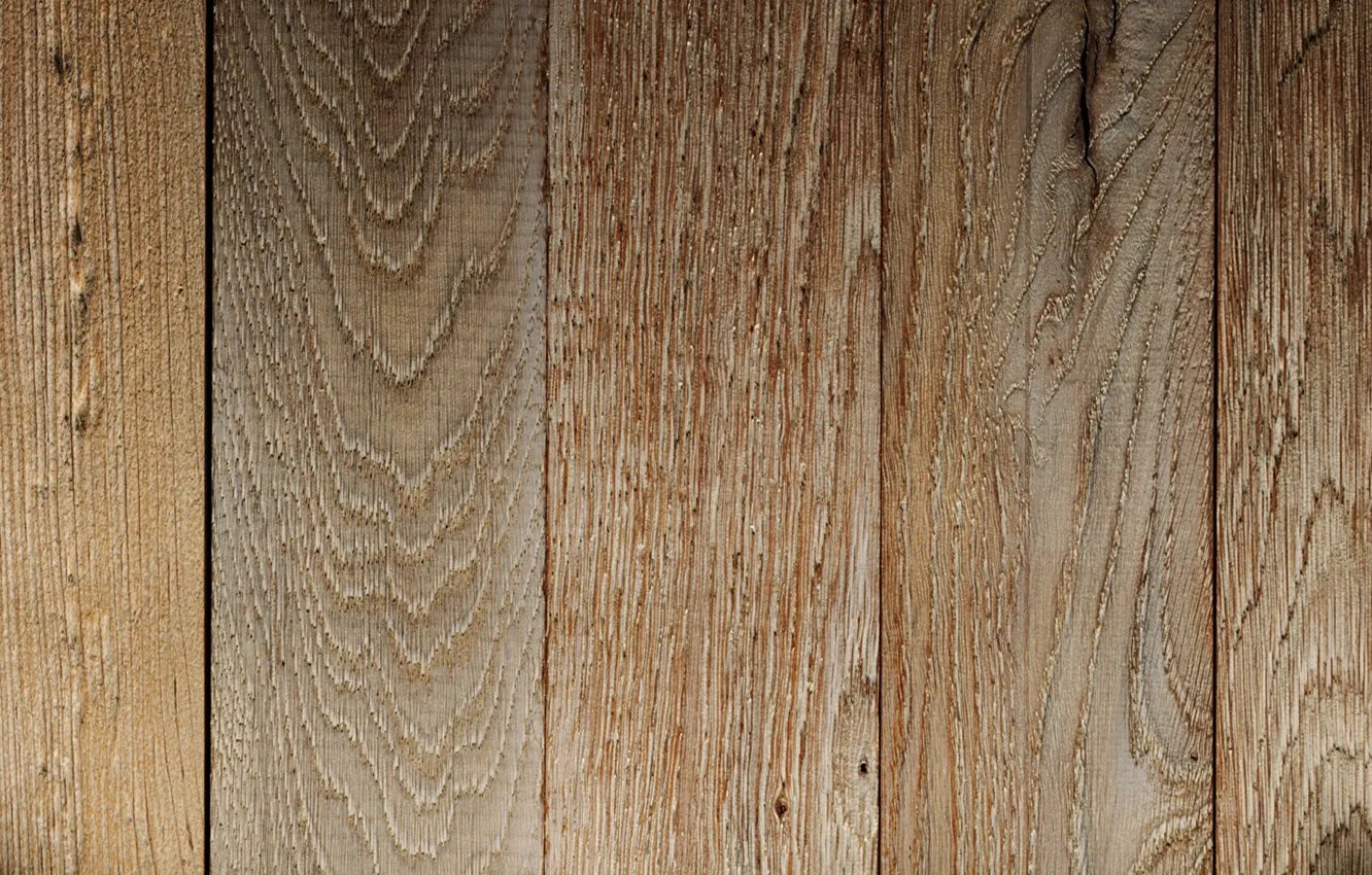 Photo wallpaper trees, color, structure