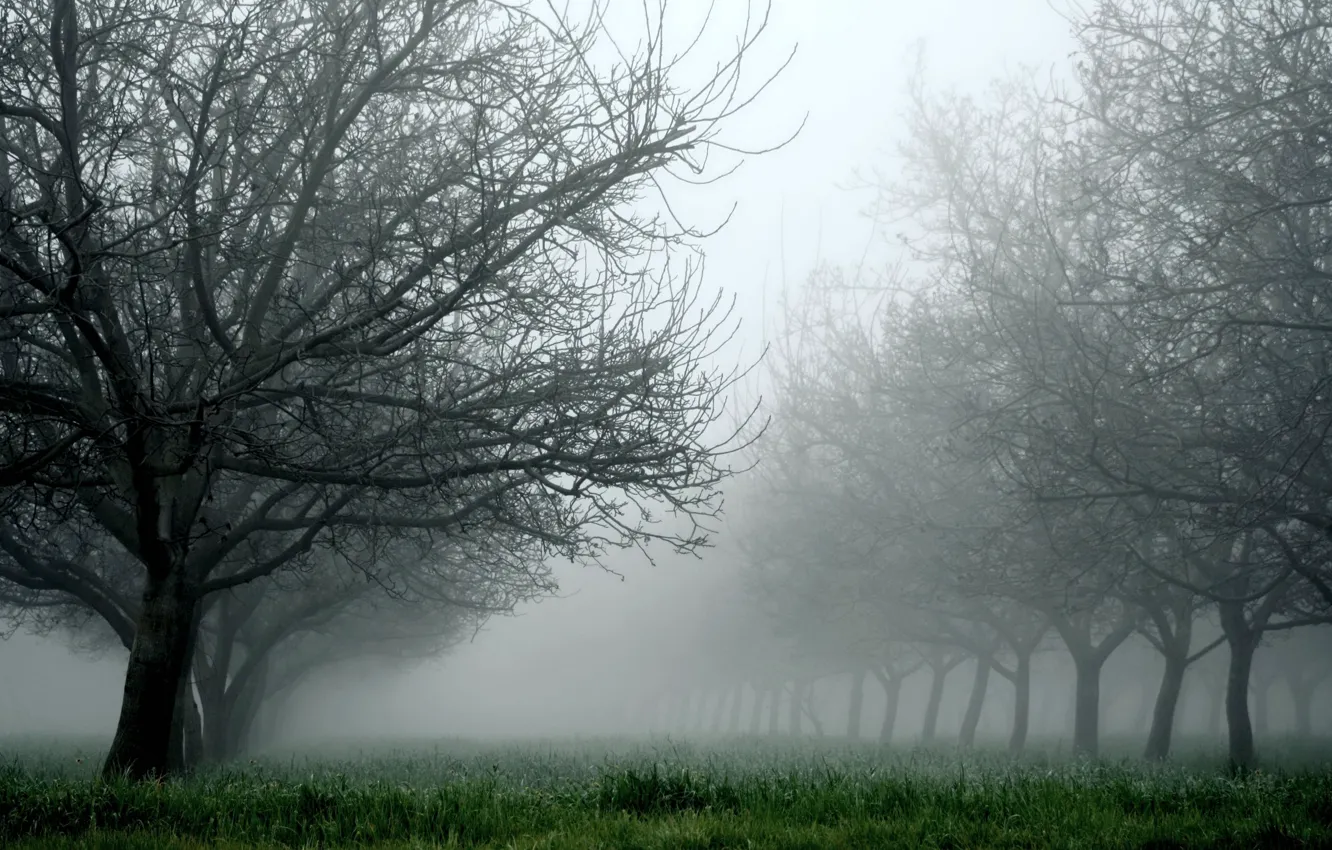 Photo wallpaper grass, trees, nature, fog