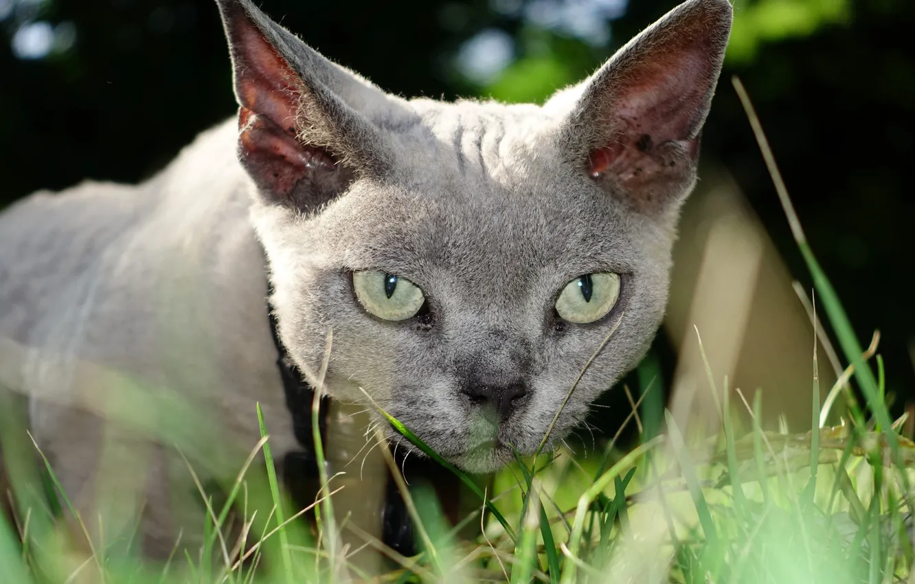 Photo wallpaper cat, grass, cat, look, face, The Devon Rex