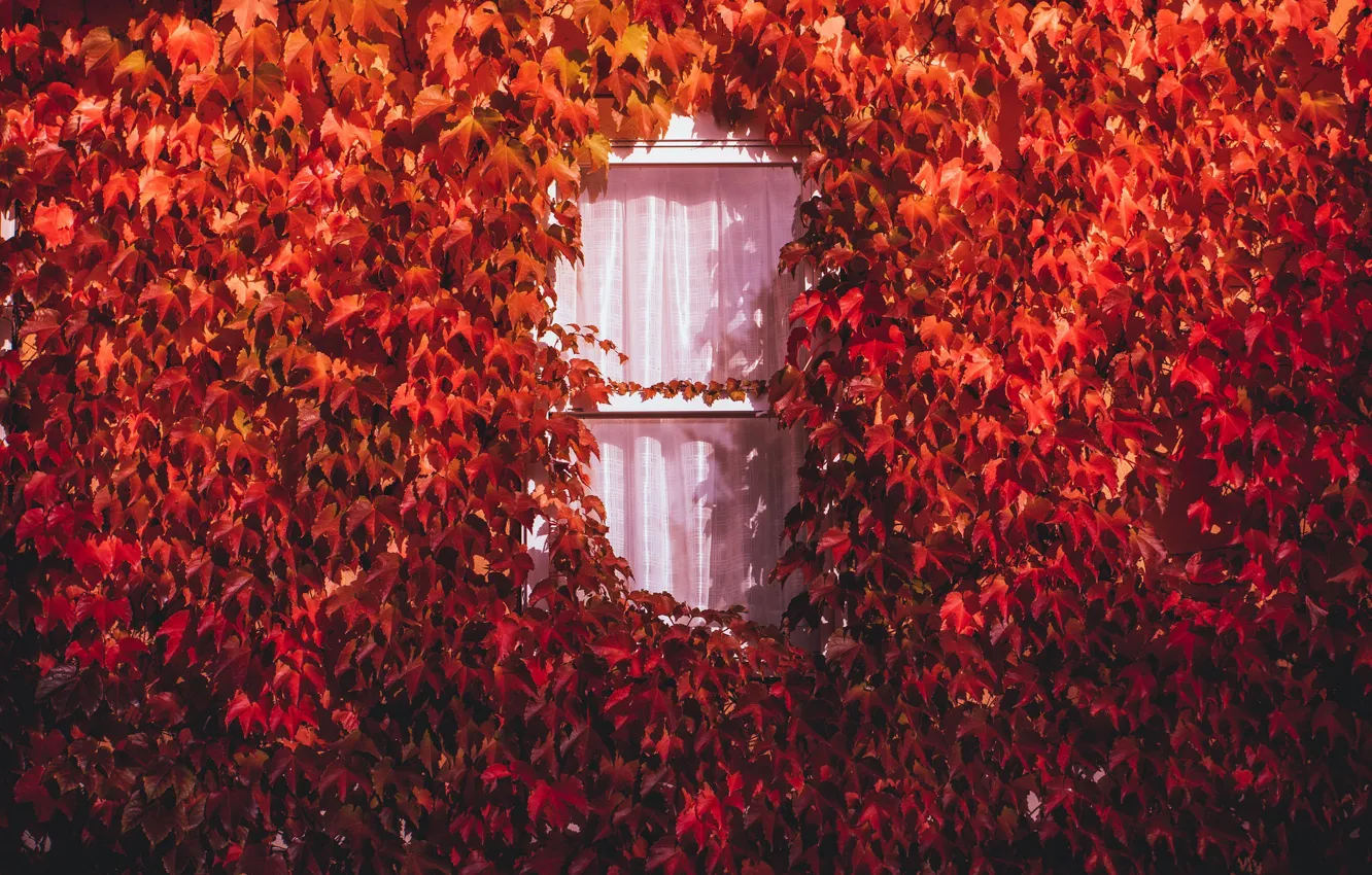 Photo wallpaper autumn, house, window