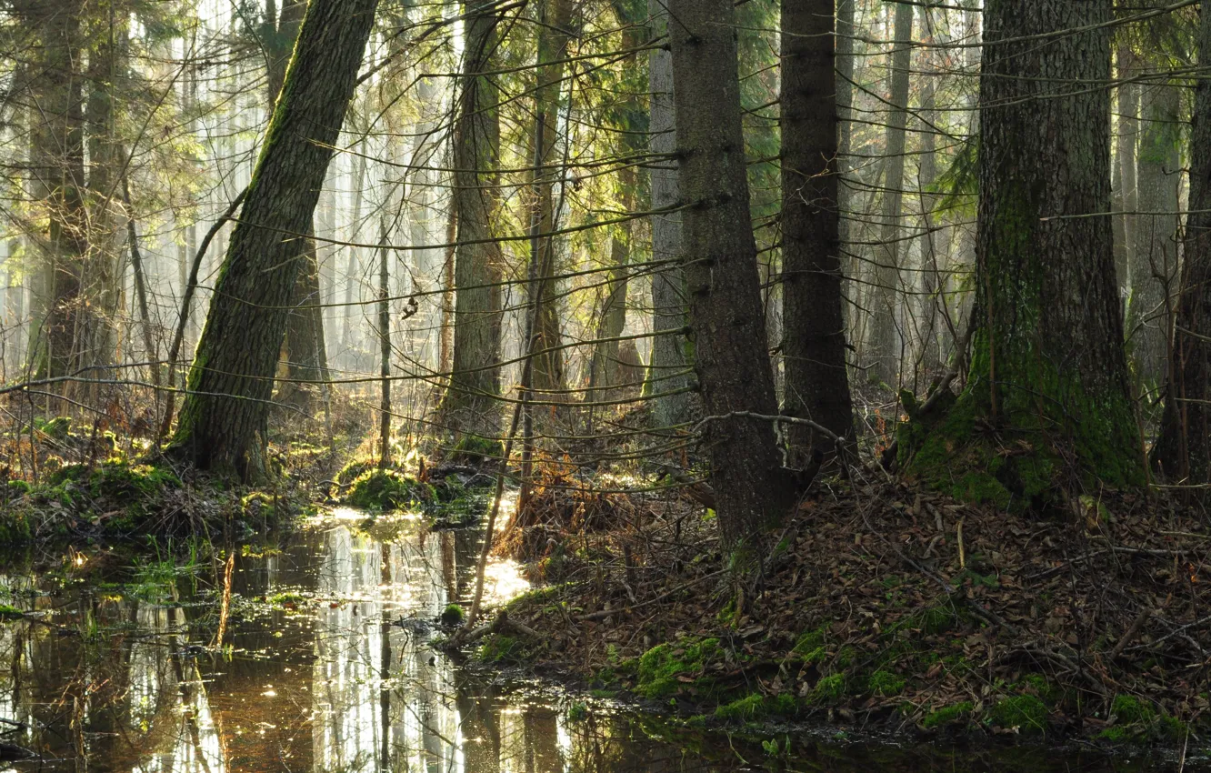Photo wallpaper forest, trees, nature, morning