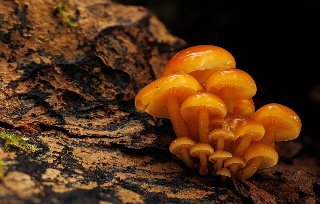 Photo wallpaper autumn, water, mushrooms, dampness
