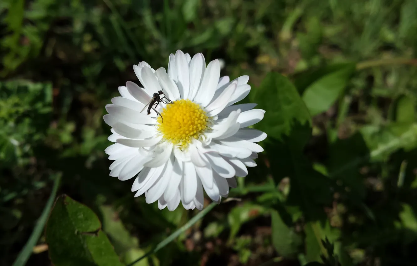 Photo wallpaper summer, flowers, the mosquito