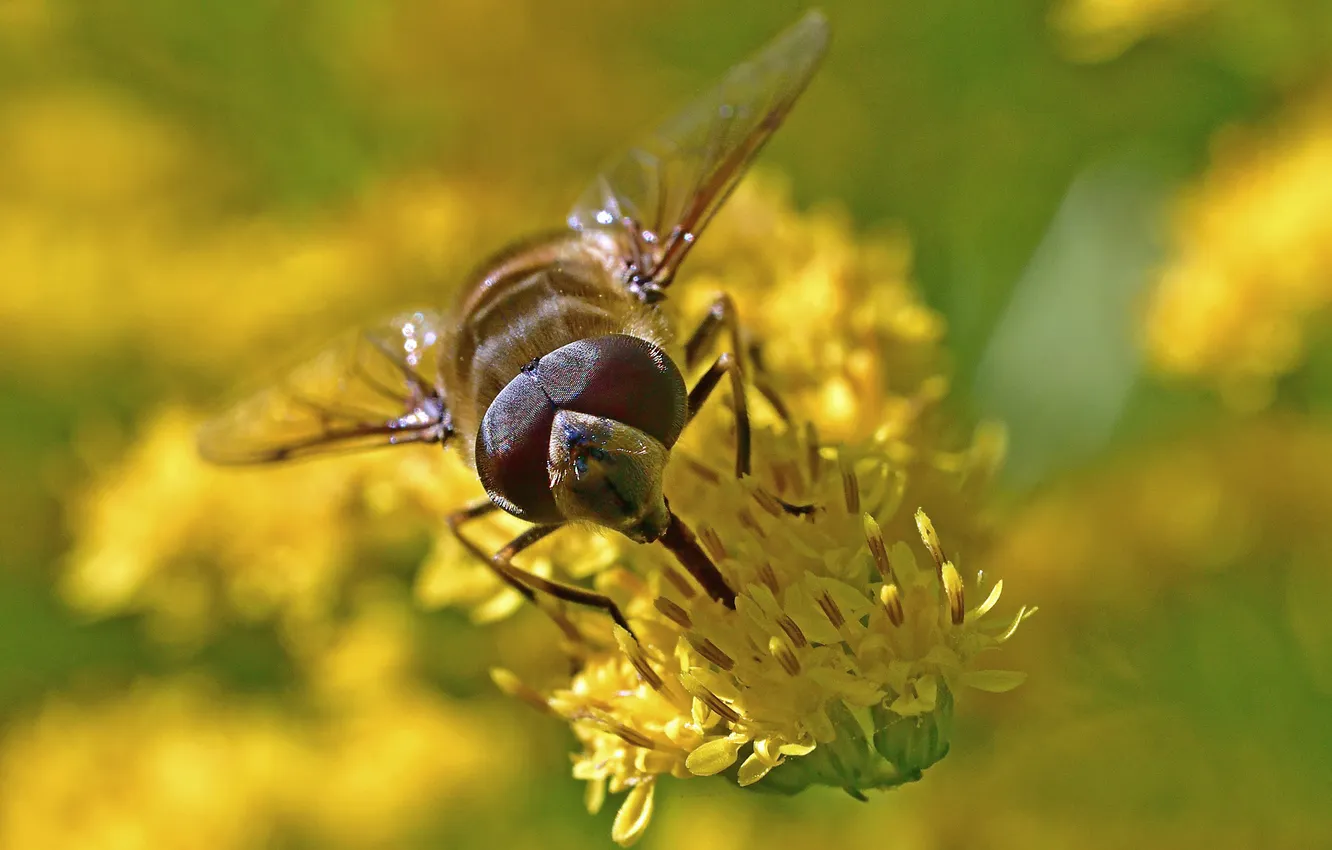 Photo wallpaper flowers, bee, macro photography of insects, Igor Korneychuk