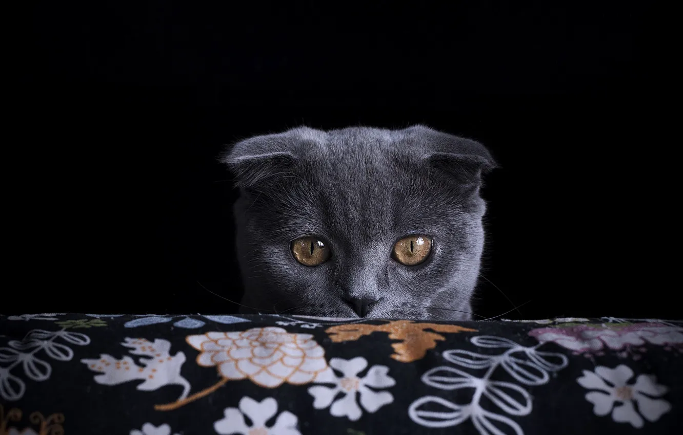 Photo wallpaper cat, cat, look, pose, face