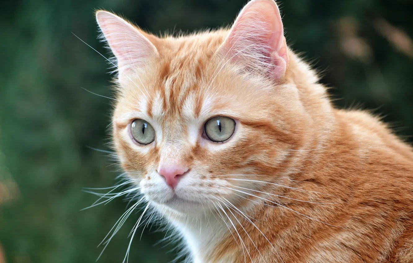 Photo wallpaper cat, look, portrait, muzzle, red