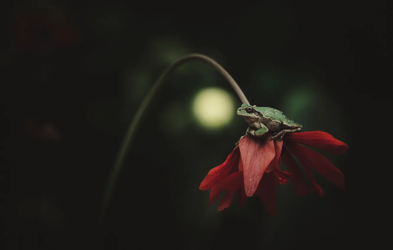 Photo wallpaper flower, macro, red, the dark background, frog, petals, stem, sitting