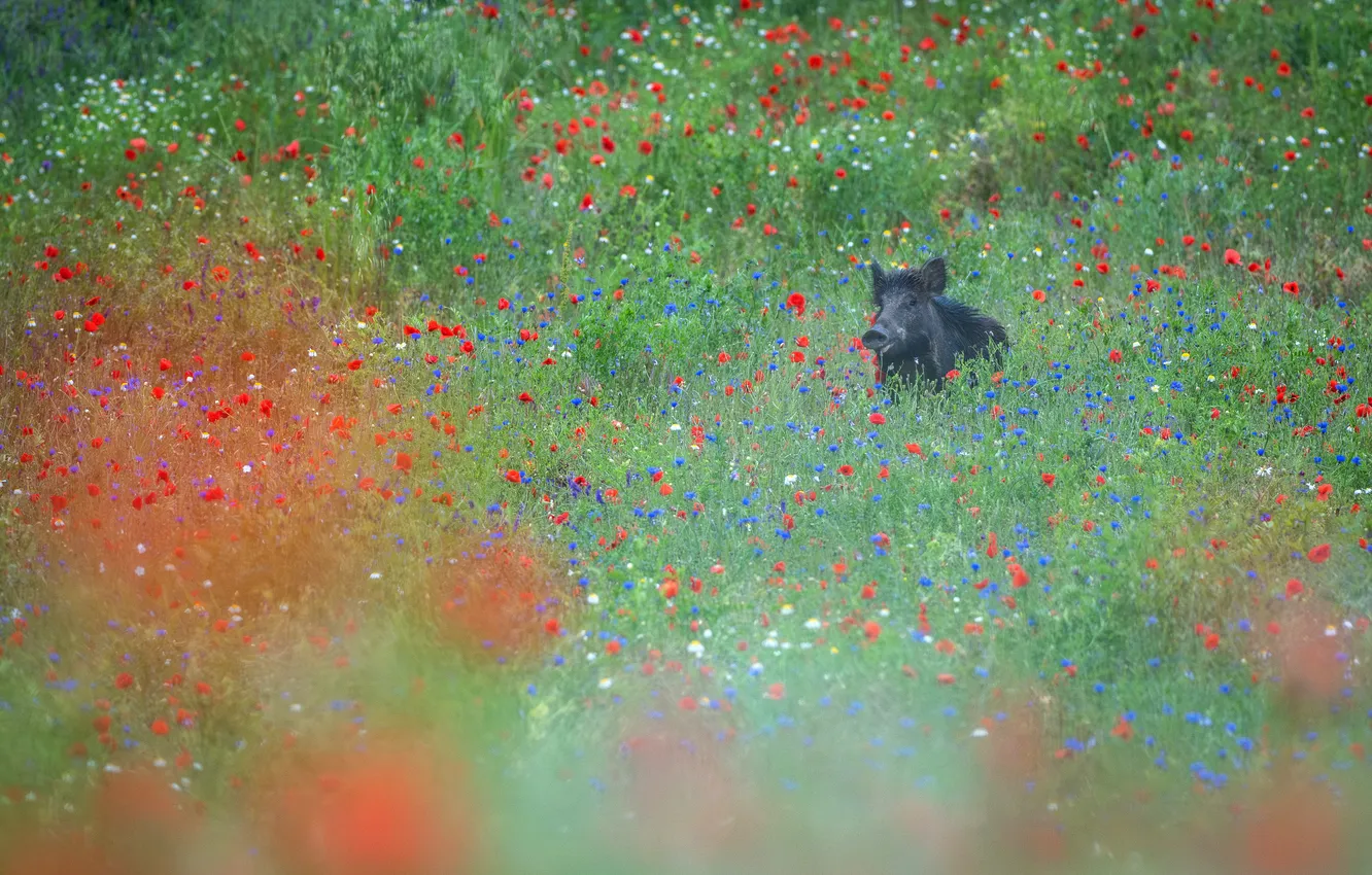 Photo wallpaper greens, field, summer, flowers, blue, red, nature, black