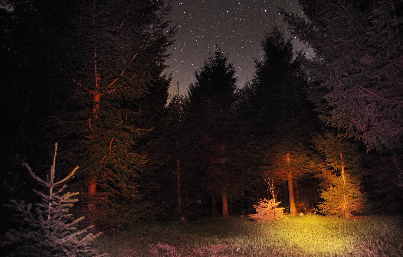 Photo wallpaper forest, night, stars, forest, sky, Night, stars