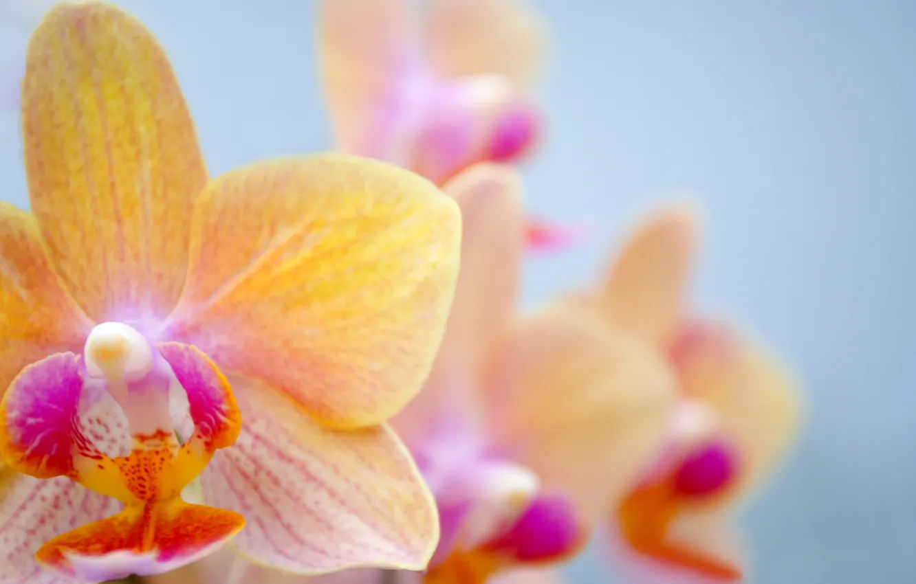 Photo wallpaper flower, Orchid, orchid
