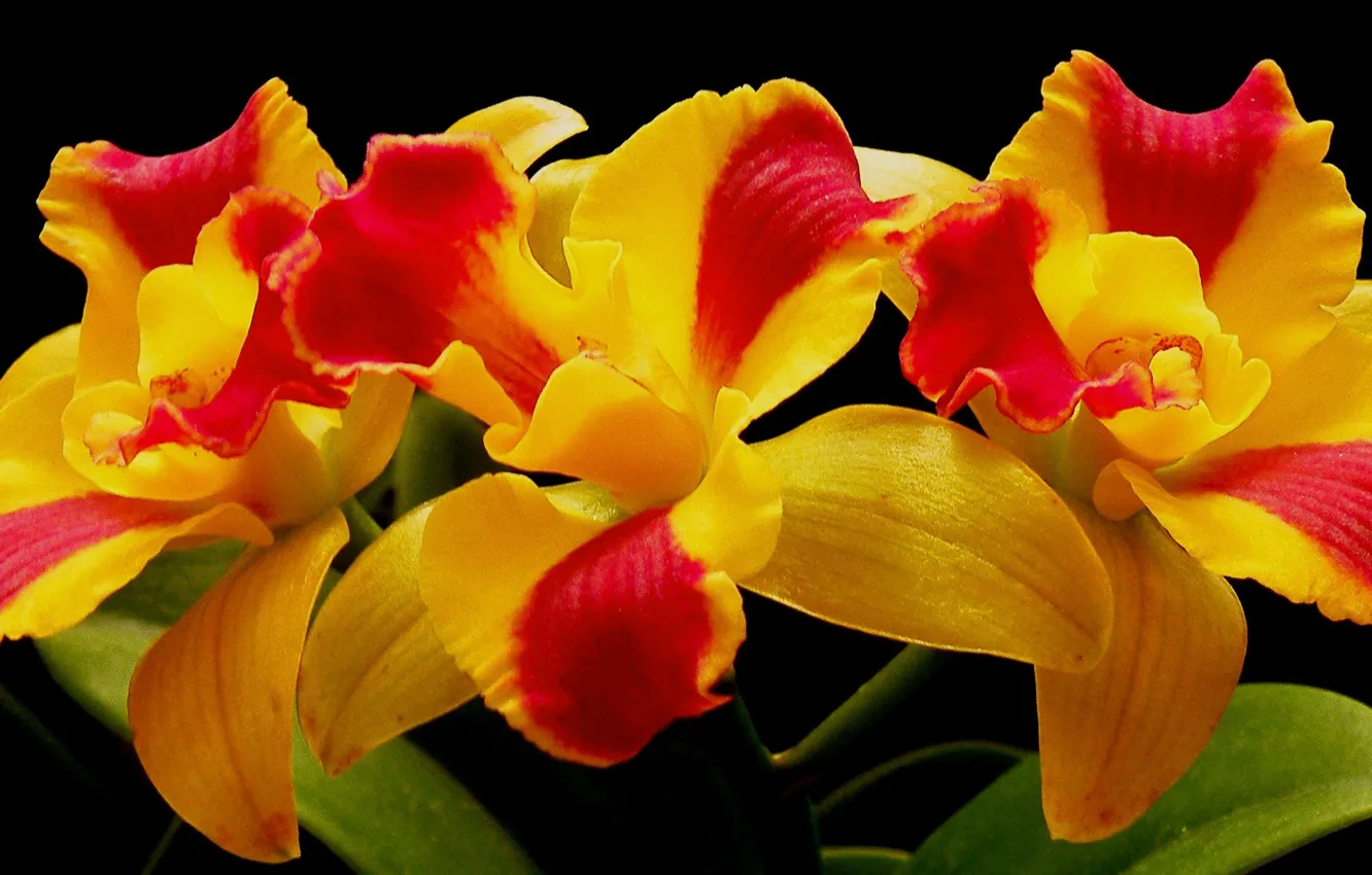 Photo wallpaper macro, petals, Orchid, inflorescence