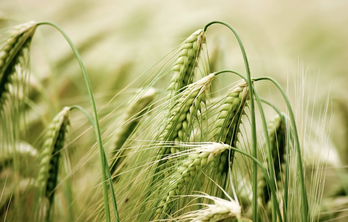Photo wallpaper field, macro, photo, spikelets