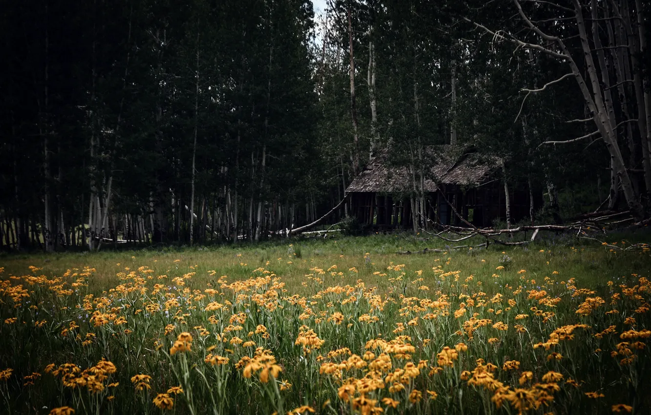 Photo wallpaper field, forest, flowers, house