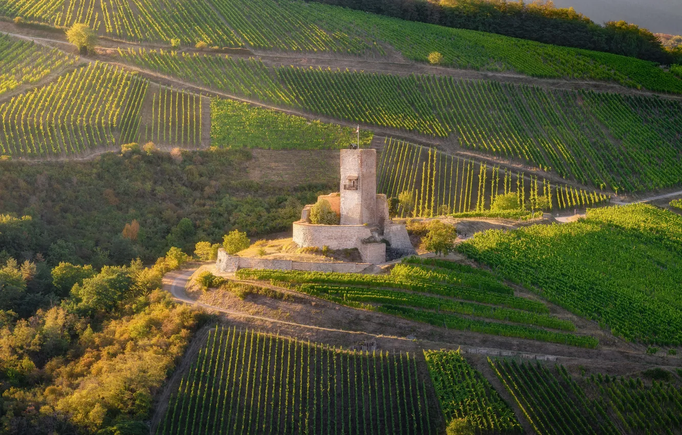 Photo wallpaper greens, field, tower