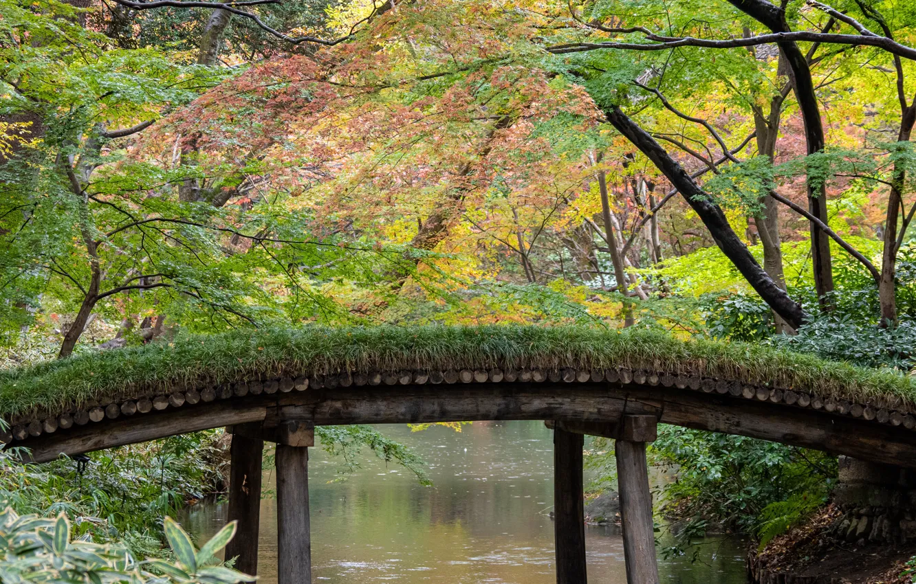 Photo wallpaper forest, trees, bridge, nature, river