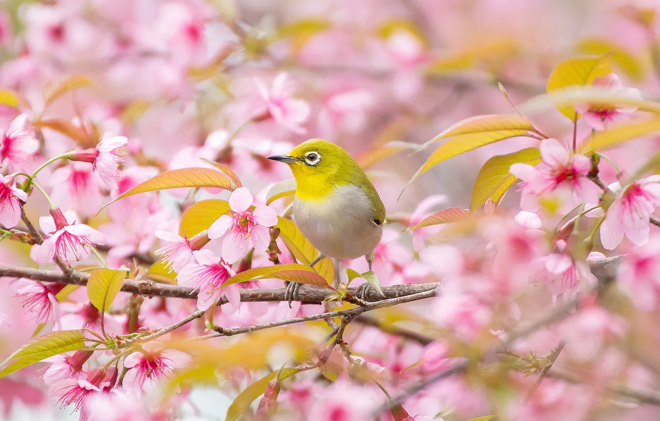 Photo wallpaper leaves, trees, flowers, branches, bird, Sakura, pink, flowering