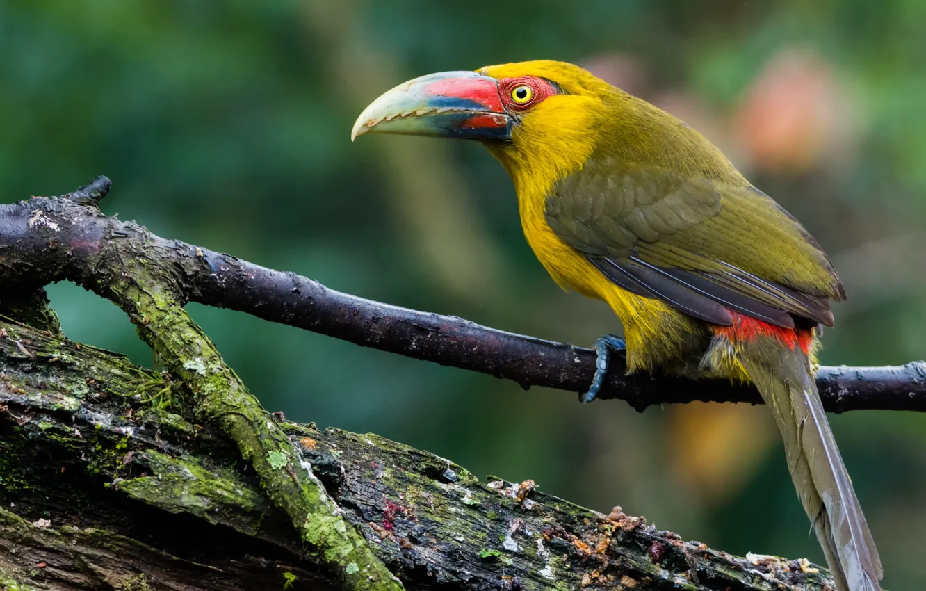 Photo wallpaper look, branches, nature, background, bird, log, Toucan