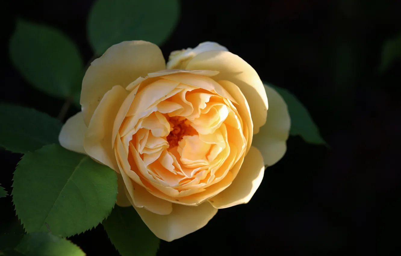 Photo wallpaper Rose, Rose, Yellow rose, Yellow rose