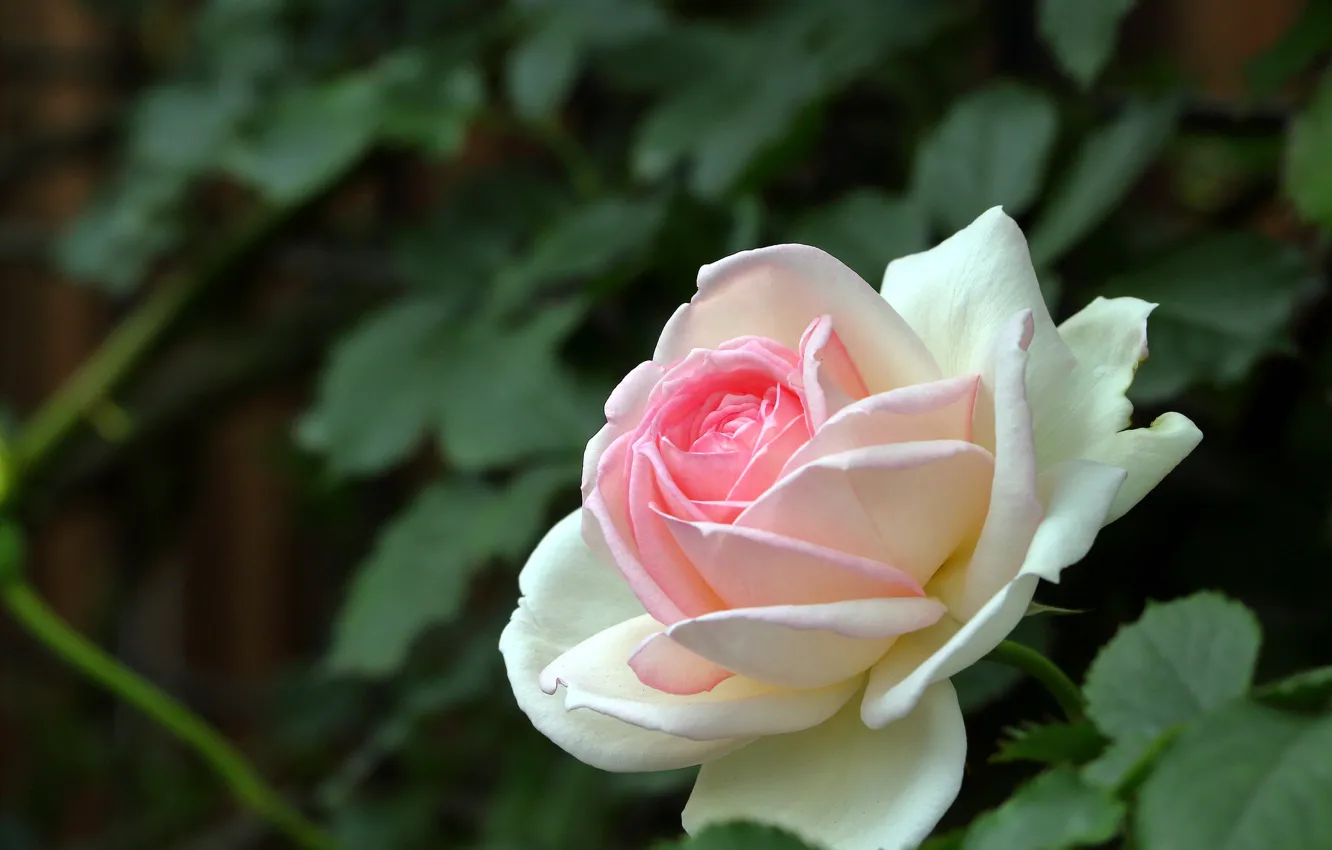 Photo wallpaper rose, petals, Bud
