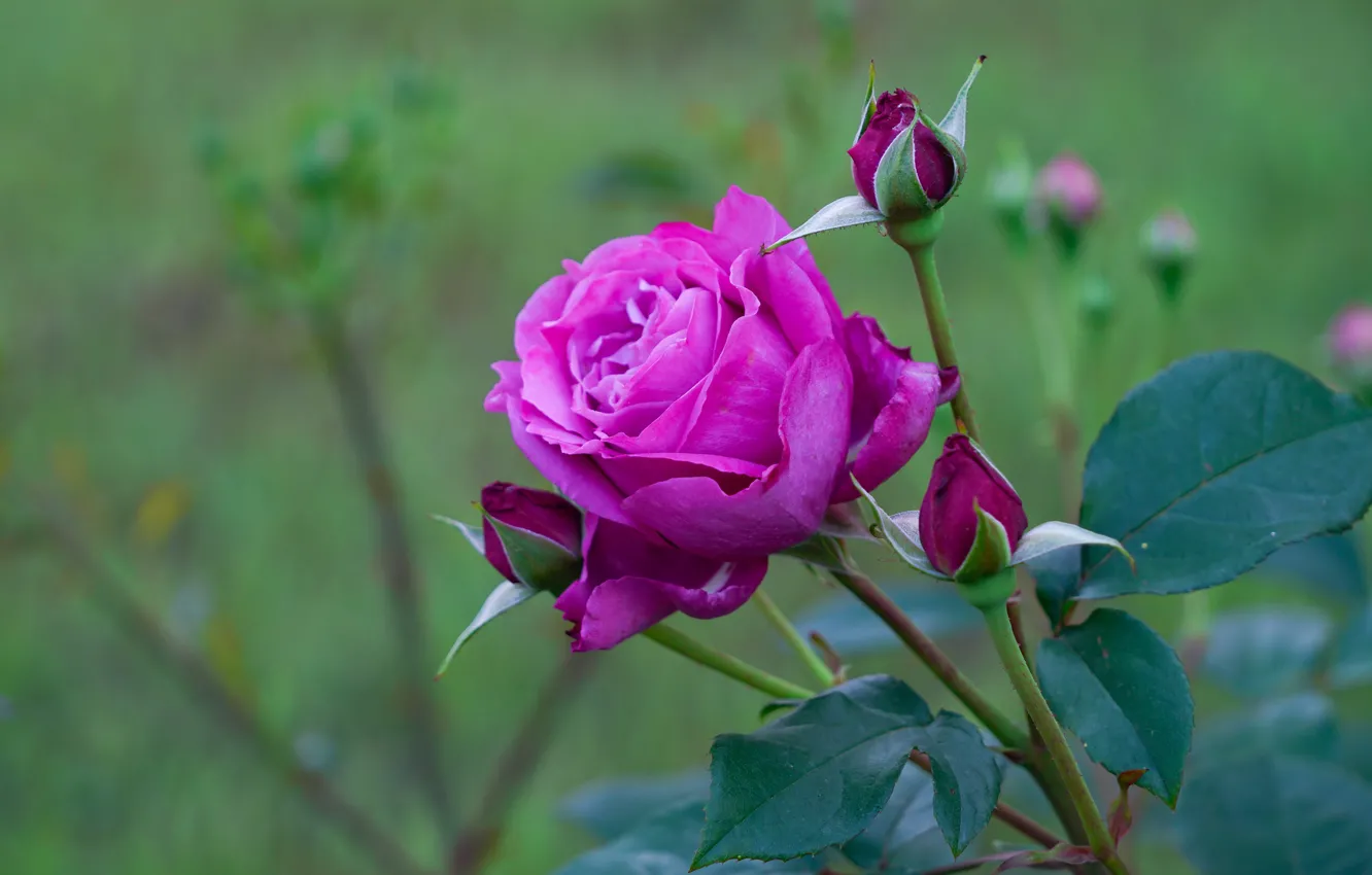 Photo wallpaper leaves, bright, roses, garden, stem, pink, buds, lilac