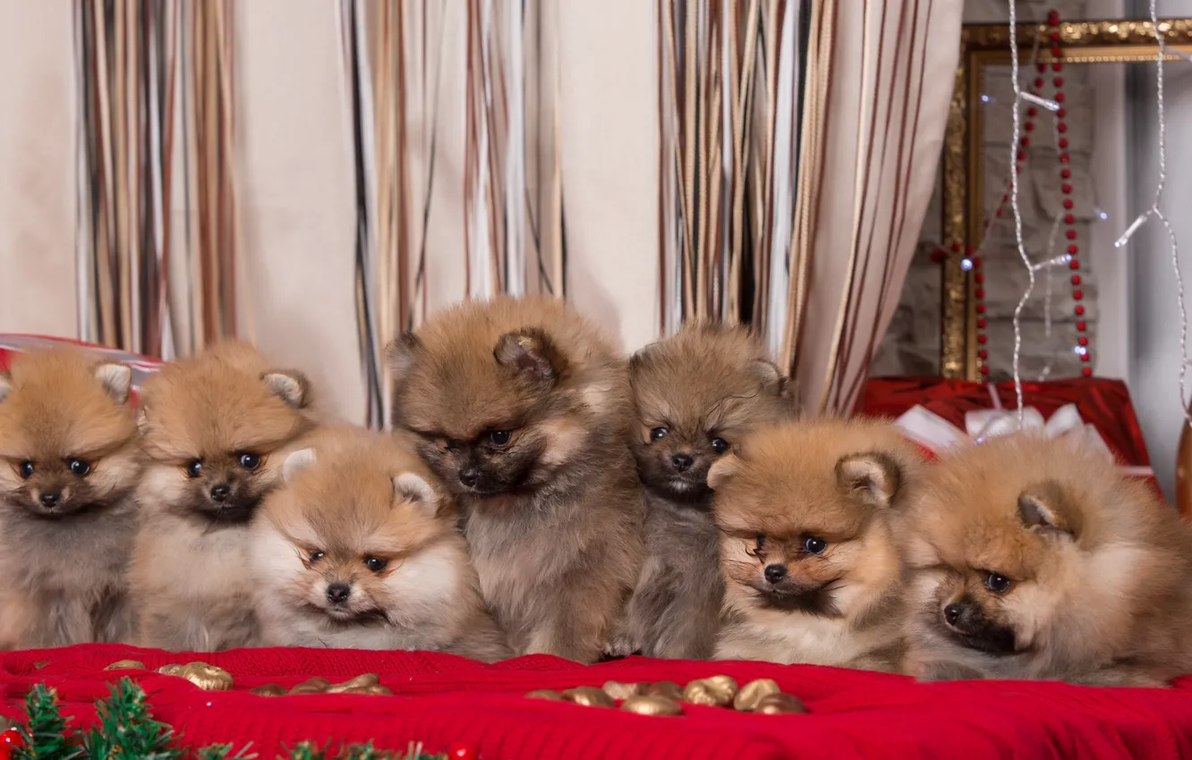 Photo wallpaper puppies, seven, Spitz