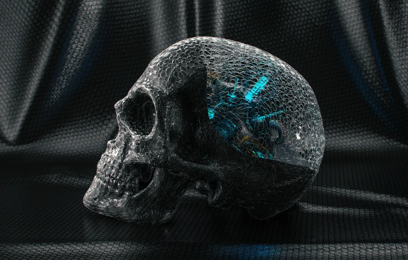 Photo wallpaper transparency, skull, teeth, material, Skull Study