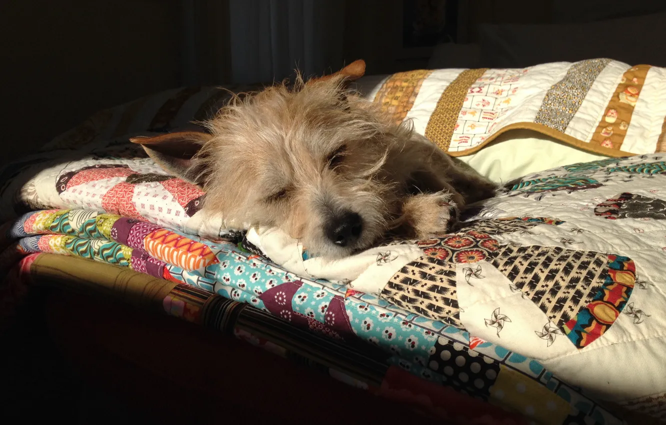 Photo wallpaper each, home, dog