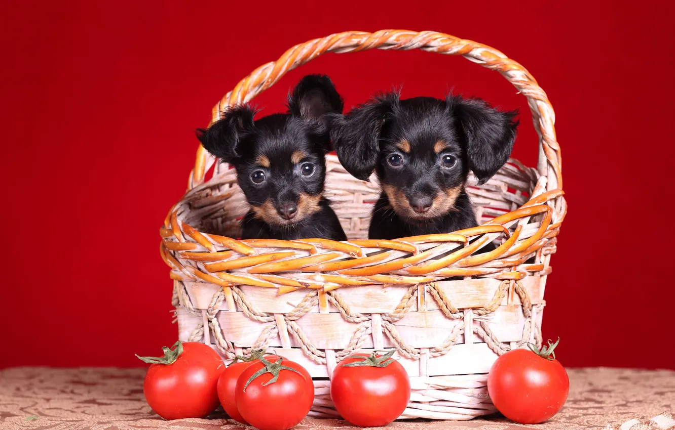 Photo wallpaper look, pose, dog, puppy, face, basket, dog, tomatoes