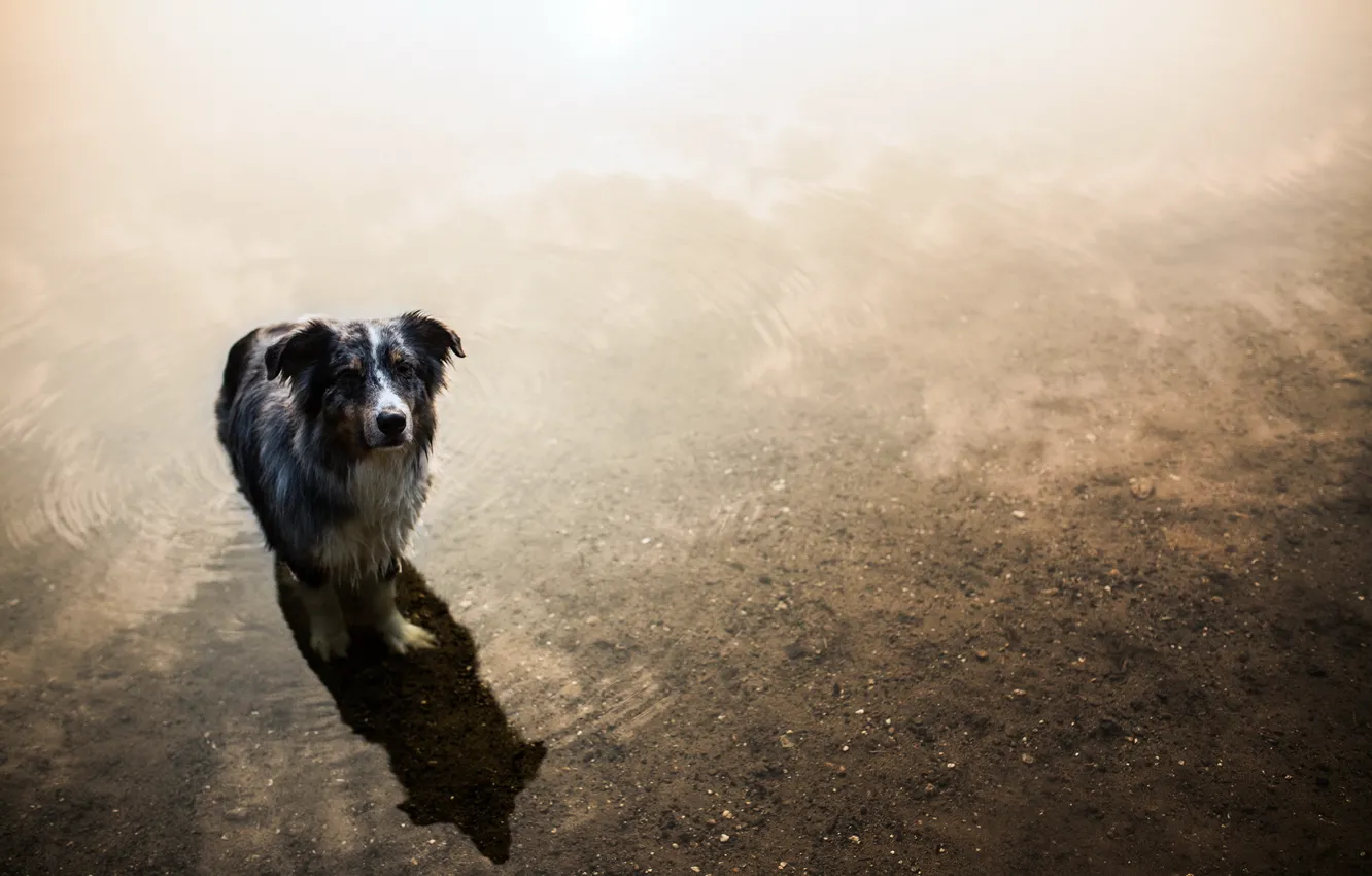 Photo wallpaper look, each, dog