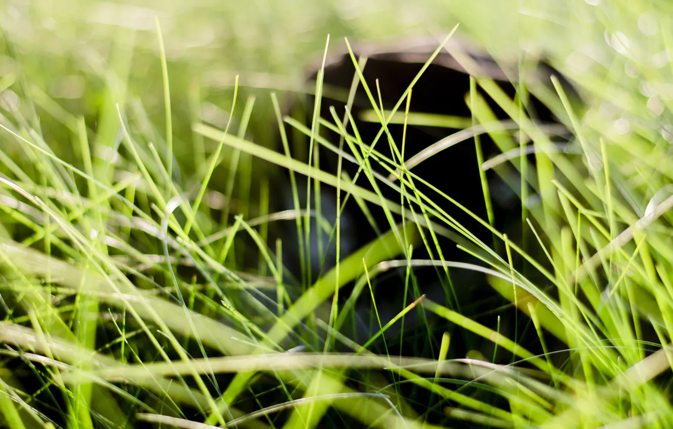 Photo wallpaper grass, rays, background, mood, cap, Sunny