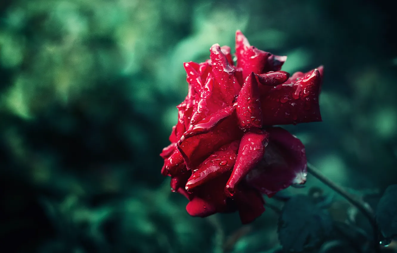 Photo wallpaper flower, drops, Rosa, rose, Bud, red, scarlet, green background