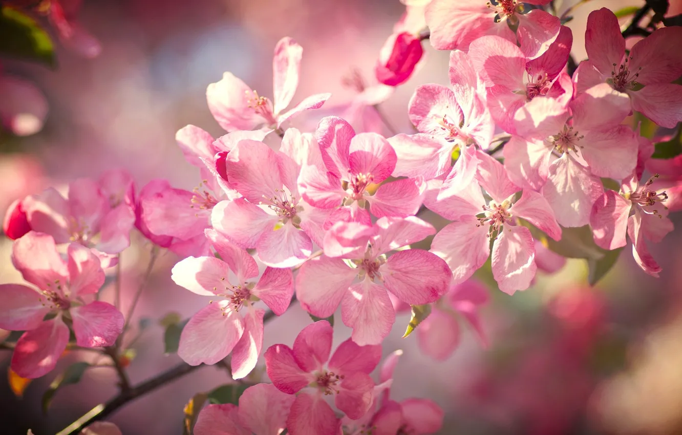 Photo wallpaper macro, flowers, branches, cherry, spring, flowering, bokeh