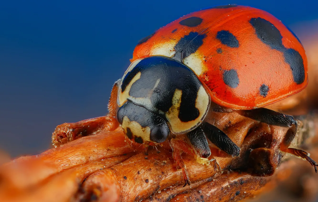 Photo wallpaper macro, ladybug, beetle, stem, insect, blue background